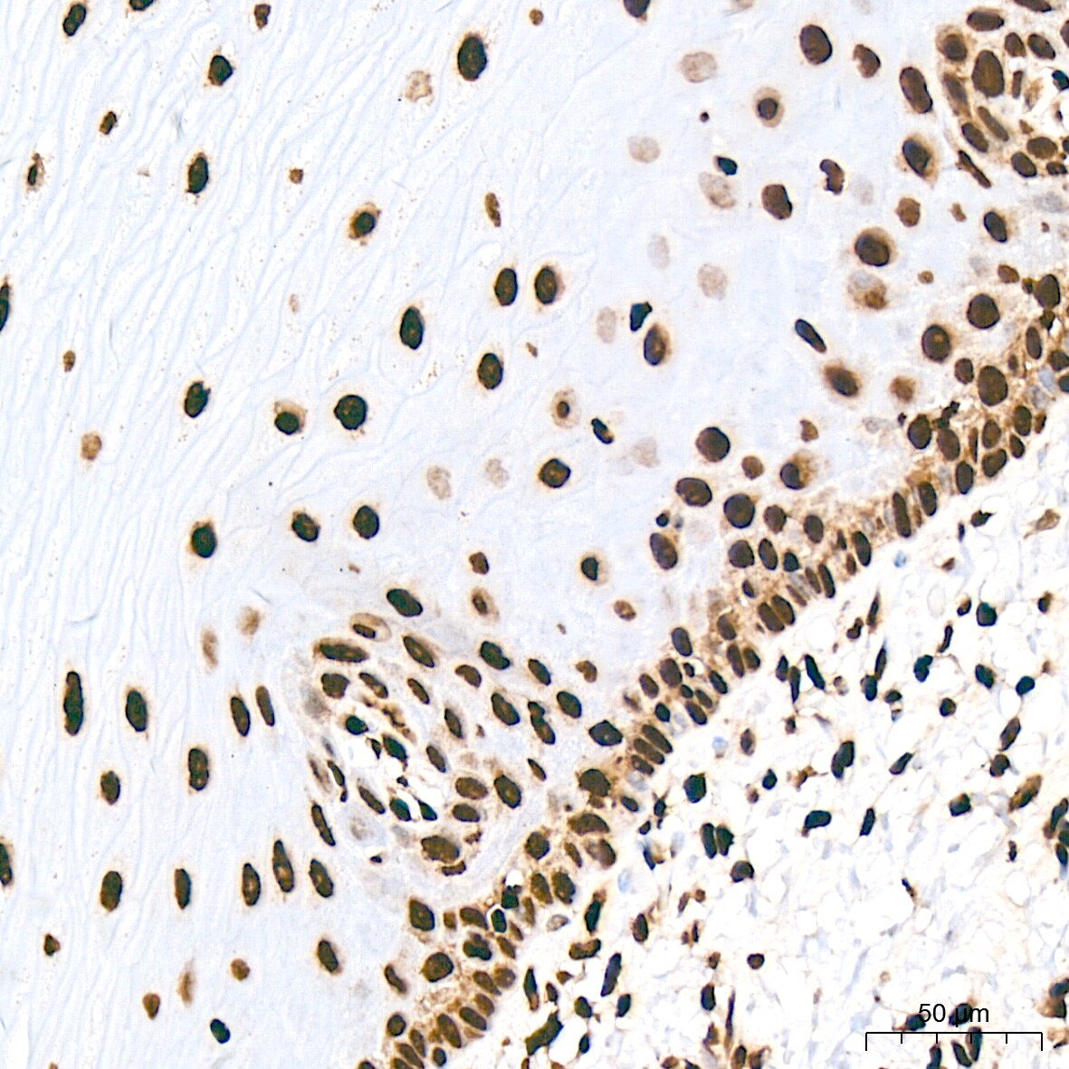 Histone H2AE [Hydroxy Tyr39] Antibody (2J2Q7)