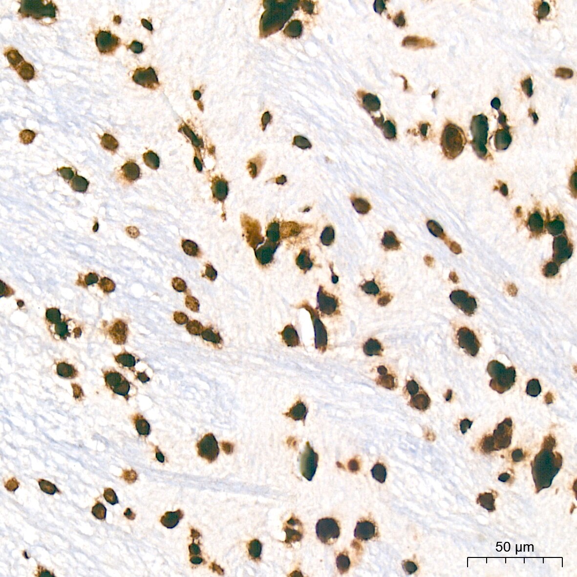 Histone H2AE [Hydroxy Tyr39] Antibody (2J2Q7)