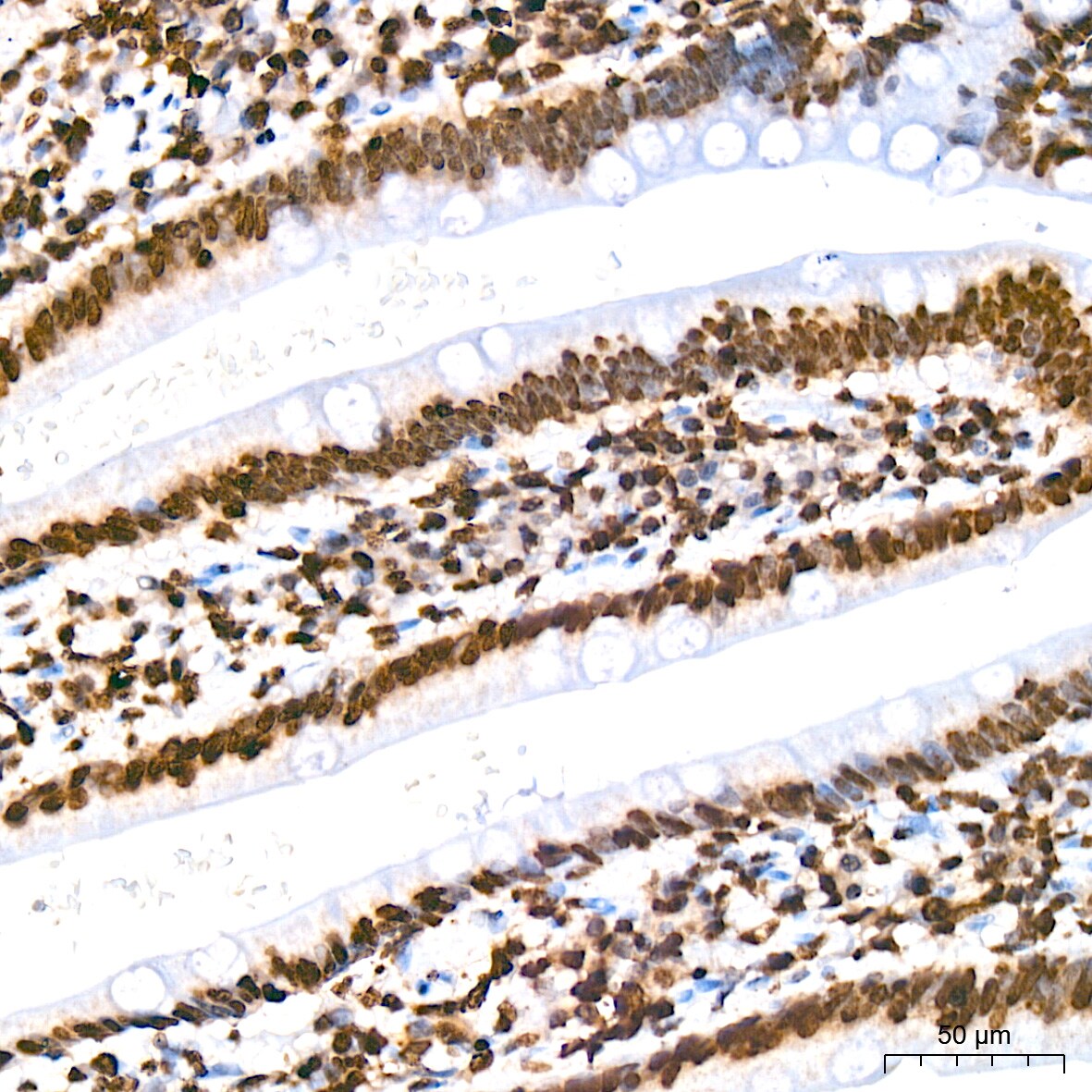 Histone H2AE [Hydroxy Tyr39] Antibody (2J2Q7)
