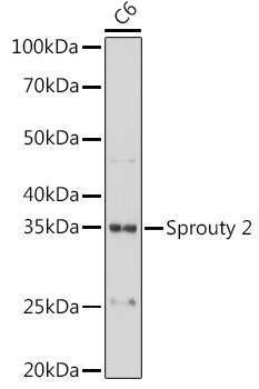 SPRY2 Antibody (10M8H1)