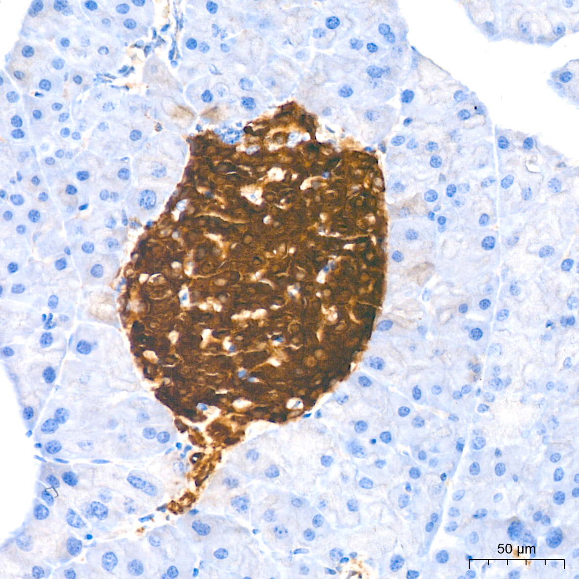 Syntaxin-BP1 Antibody (1N7U1)
