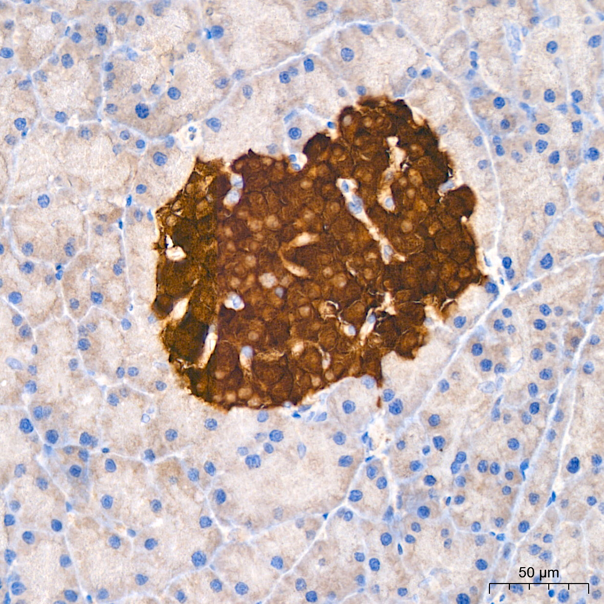 Syntaxin-BP1 Antibody (1N7U1)