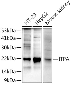 ITPA Antibody (2O6K5)