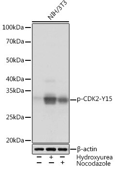 CDK2 [p Tyr15] Antibody (7Z5H5)