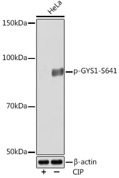 Glycogen Synthase [p Ser641] Antibody (6T9W4)