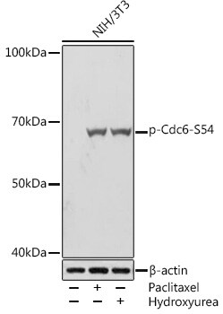 Cdc6 [p Ser54] Antibody (0K9Y2)