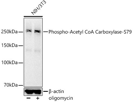 Acetyl-CoA Carboxylase [p Ser79] Antibody (3P2E4)