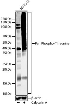Phosphothreonine Antibody (6K2H0)