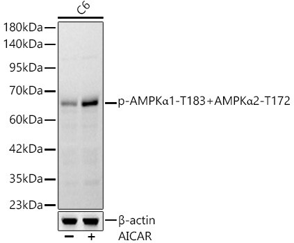 AMPK alpha 1/2 [p Thr172, p Thr183] Antibody (2O0P9)