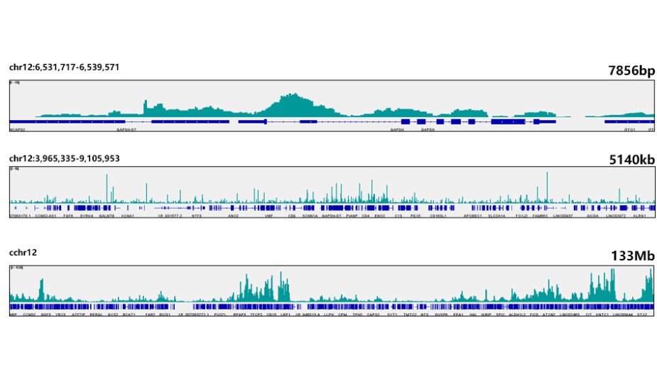 PRDM9 Antibody (1H9Z1)