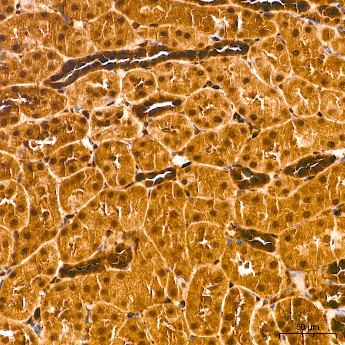 ERK1/2 Antibody (2Z8O1)