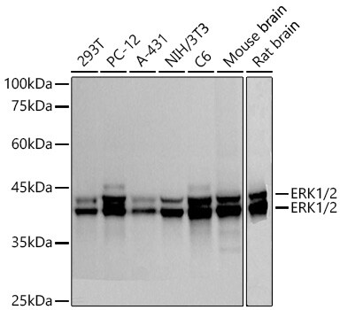 ERK1/2 Antibody (2Z8O1)