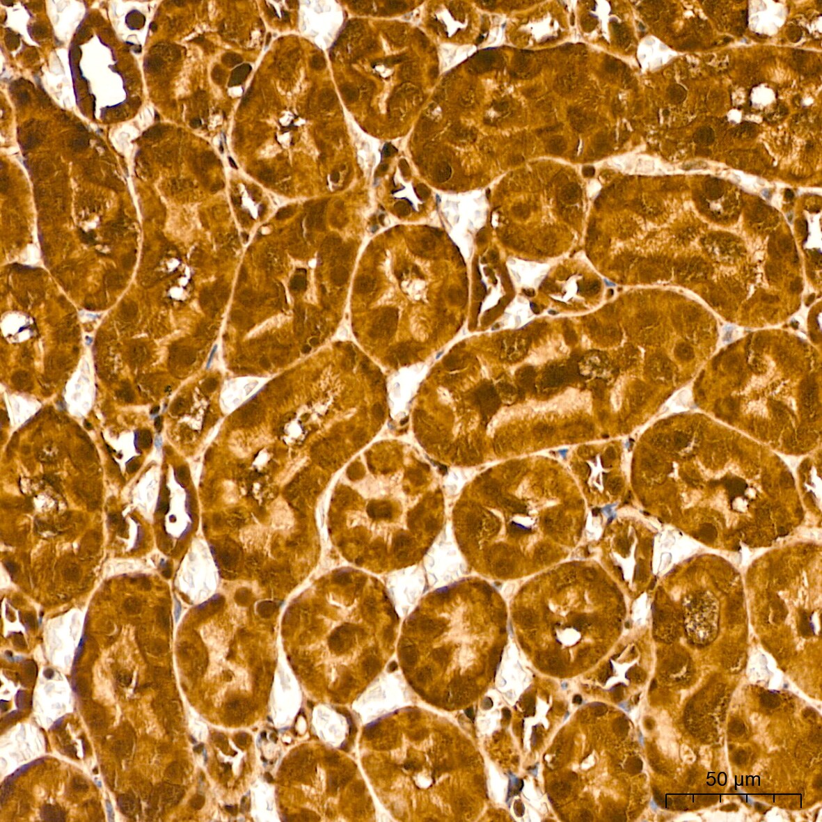 ERK1/2 Antibody (2Z8O1)