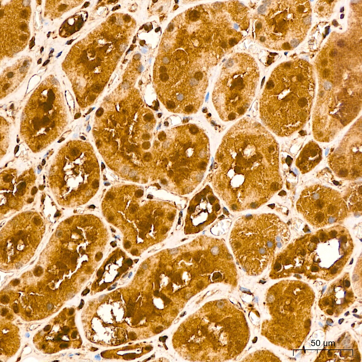 ERK1/2 Antibody (2Z8O1)