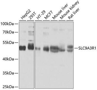 NHERF-1 Antibody