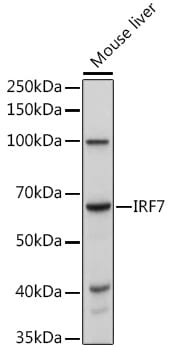 IRF7 Antibody