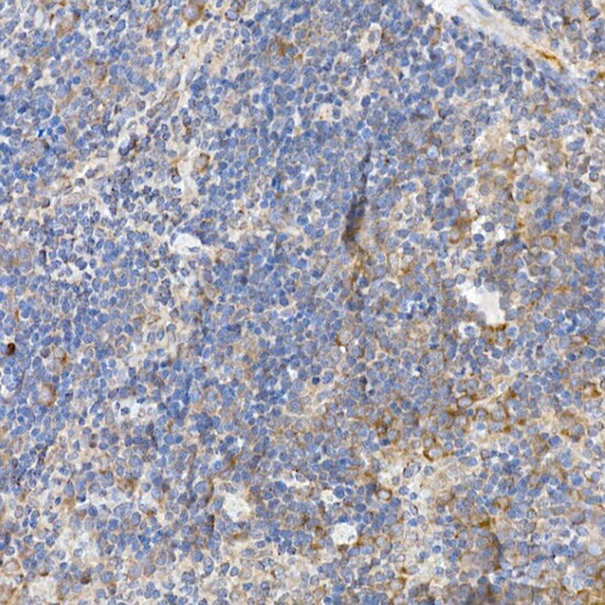 Caspase-12 Antibody