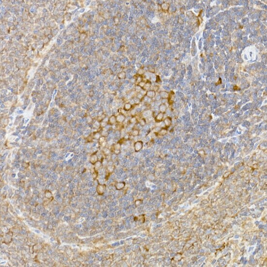 Caspase-12 Antibody