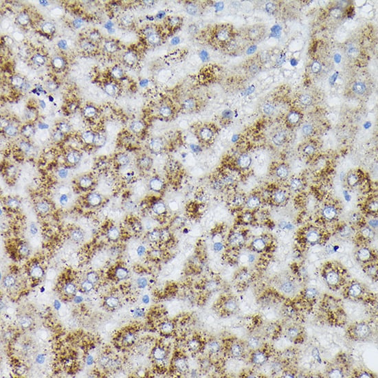 PIK3CA Antibody