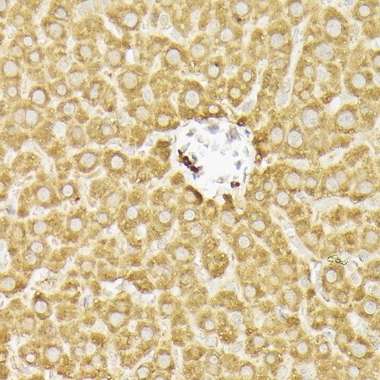 PIK3CA Antibody