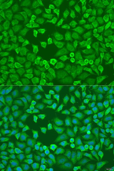 EIF3A Antibody