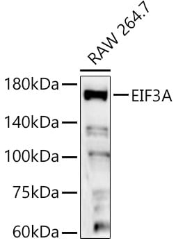EIF3A Antibody