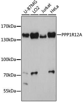 Myosin Phosphatase Antibody
