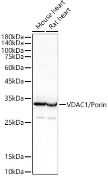 VDAC1 Antibody