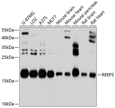 REEP5 Antibody