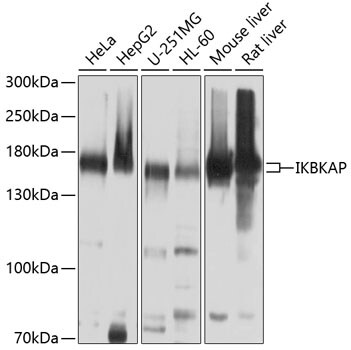 IKBKAP Antibody