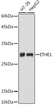 ETHE1 Antibody
