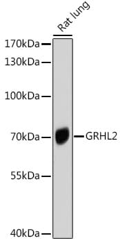 GRHL2 Antibody