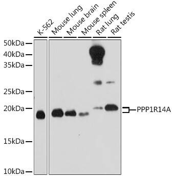CPI17 alpha Antibody