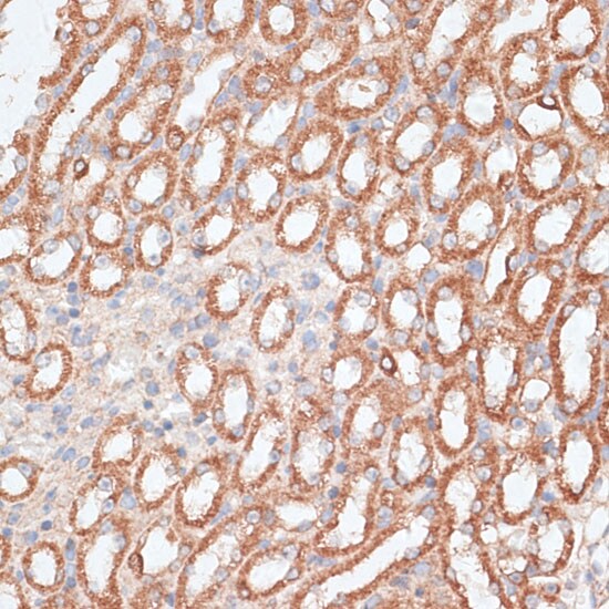Kif4A Antibody
