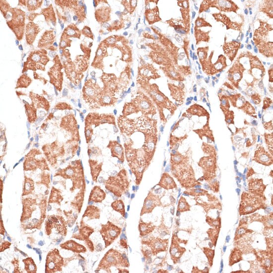Kif4A Antibody