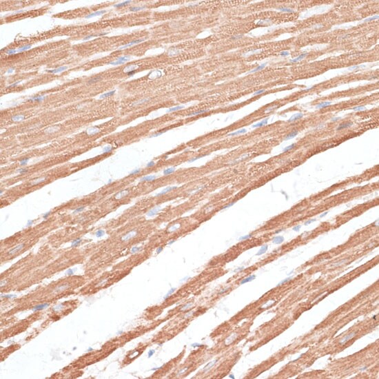 Kif4A Antibody