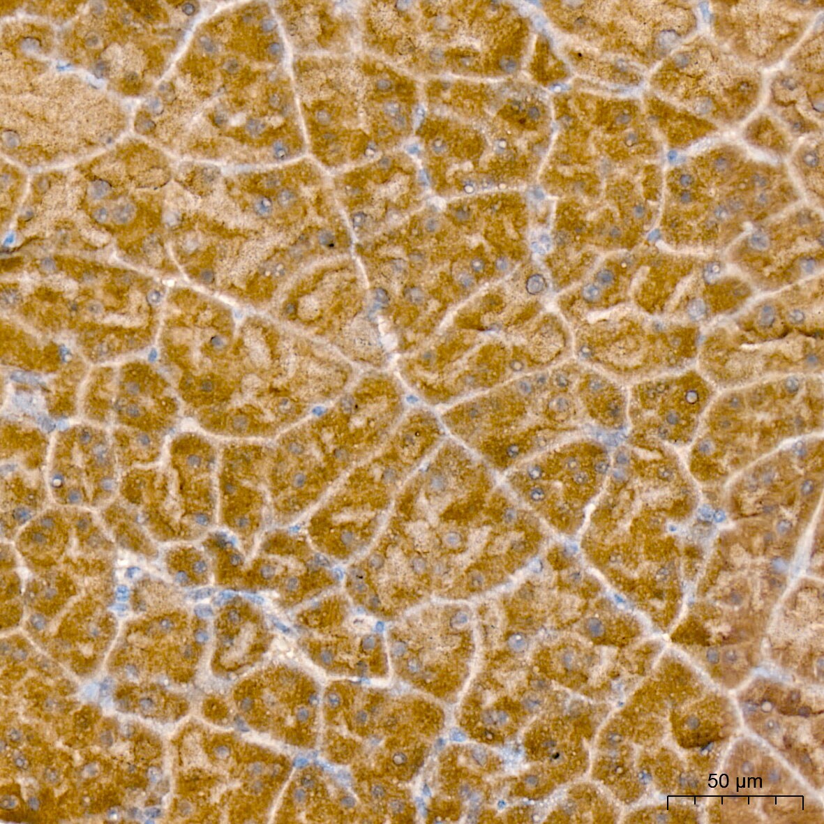 GADD45G Antibody
