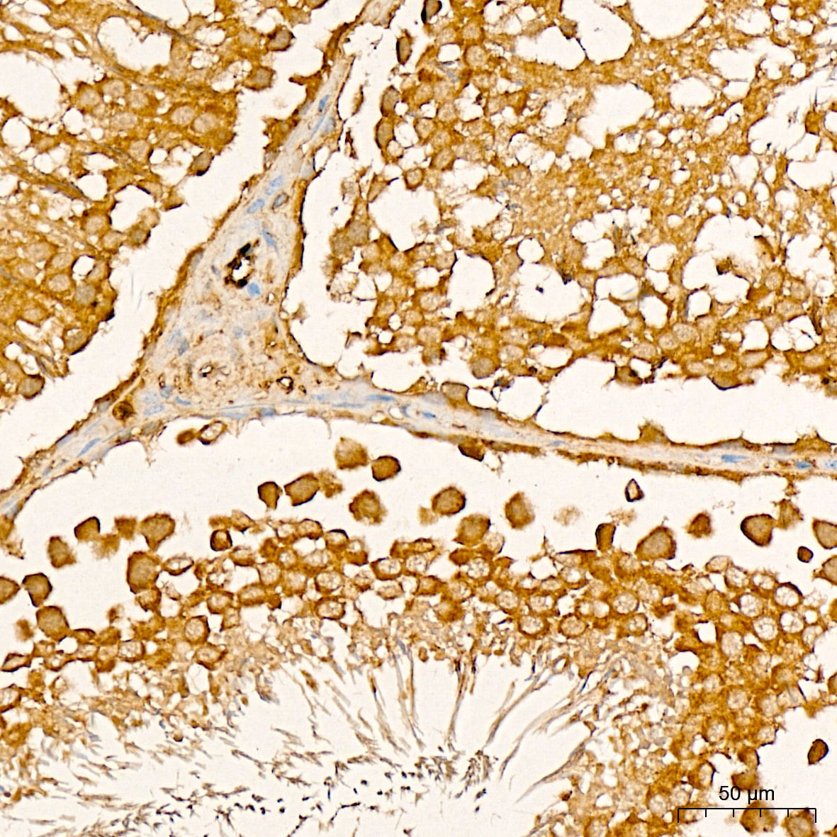 GADD45G Antibody