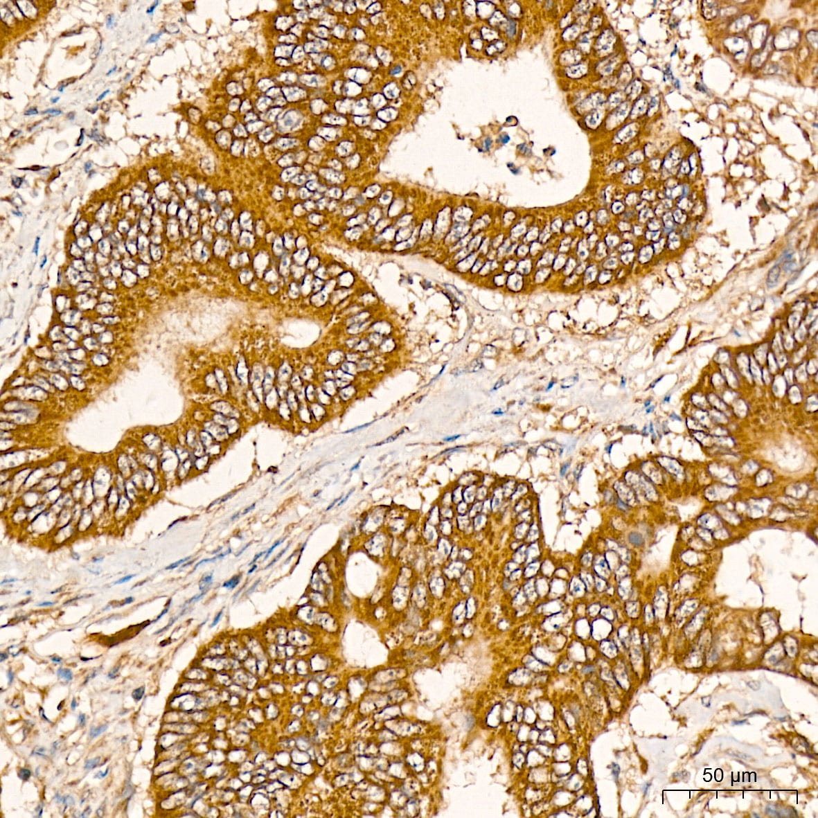 GADD45G Antibody