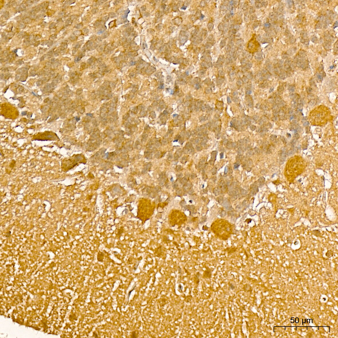GADD45G Antibody