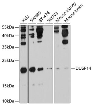 DUSP14 Antibody