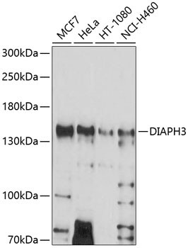 DIAPH3 Antibody