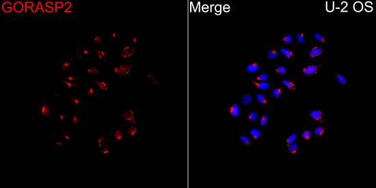 GRASP55 Antibody