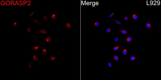 GRASP55 Antibody