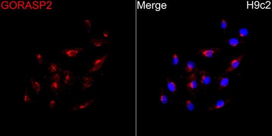 GRASP55 Antibody
