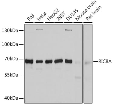 RIC8A Antibody