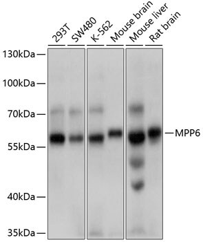 VAM1 Antibody
