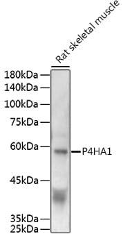 P4HA1 Antibody