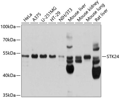 MST3 Antibody