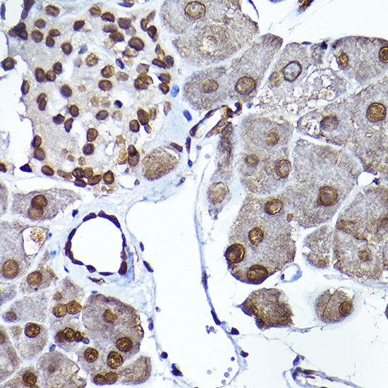 SEC14L2 Antibody